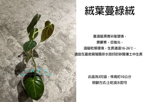 蔓綠絨風水|探索心葉蔓綠絨風水的魅力與秘密 – 植物盆栽綠寶典